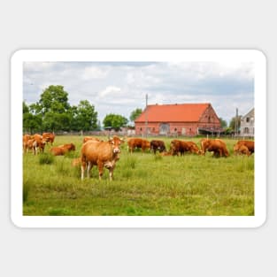 Brown cimmental cow looking at camera against herd of cows Sticker